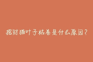 招财猫叶子枯卷是什么原因?-动物百科