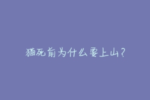 猫死前为什么要上山?-动物百科