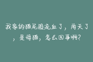 我家的猫屁股流血了,两天了,是母猫,怎么回事啊?-动物百科