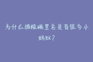 为什么猫粮碗里总是有很多小蚂蚁?-动物百科