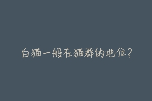 白猫一般在猫群的地位?-动物百科