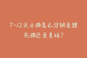 7-12天小猫怎么分辨是狸花猫还是美短?-动物百科