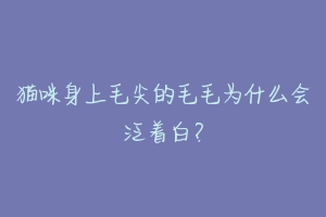 猫咪身上毛尖的毛毛为什么会泛着白?-动物百科