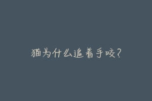 猫为什么追着手咬?-动物百科
