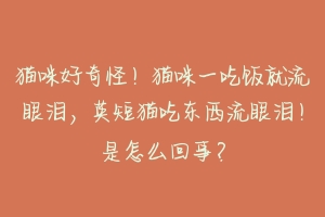 猫咪好奇怪!猫咪一吃饭就流眼泪,英短猫吃东西流眼泪!是怎么回事?-动物百科