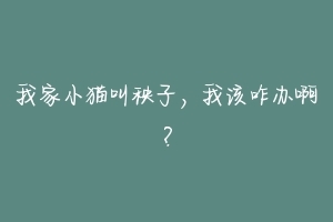 我家小猫叫秧子,我该咋办啊?-动物百科