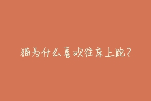 猫为什么喜欢往床上跑?-动物百科