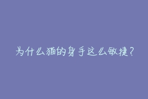 为什么猫的身手这么敏捷?-动物百科