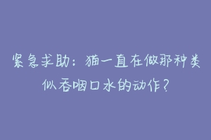 紧急求助:猫一直在做那种类似吞咽口水的动作?-动物百科