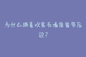 为什么猫喜欢窝在墙角窗帘后边?-动物百科