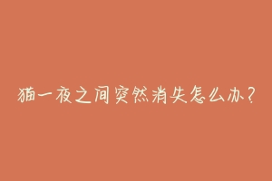 猫一夜之间突然消失怎么办？-动物百科