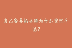 自己家养的小猫为什么突然不见?-动物百科