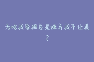 为啥我家猫总是嫌弃我不让摸?-动物百科