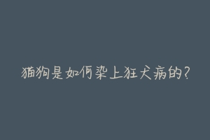 猫狗是如何染上狂犬病的?-动物百科