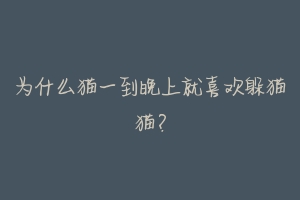 为什么猫一到晚上就喜欢躲猫猫?