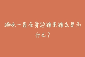 猫咪一直在身边蹭来蹭去是为什么?
