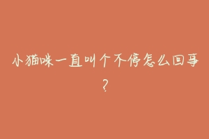 小猫咪一直叫个不停怎么回事?-动物百科