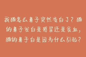 我猫怎么鼻子突然变白了?猫的鼻子发白是感冒还是贫血,猫的鼻子白是因为什么引起?