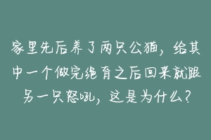 家里先后养了两只公猫，给其中一个做完绝育之后回来就跟另一只怒吼，这是为什么？