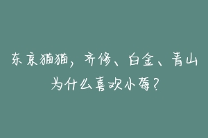 东京猫猫，齐修、白金、青山为什么喜欢小莓？