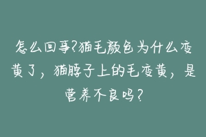 怎么回事?猫毛颜色为什么变黄了,猫脖子上的毛变黄,是营养不良吗?