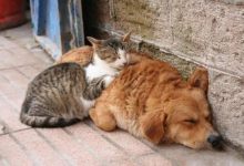 猫不纯种有什么影响？-动物百科