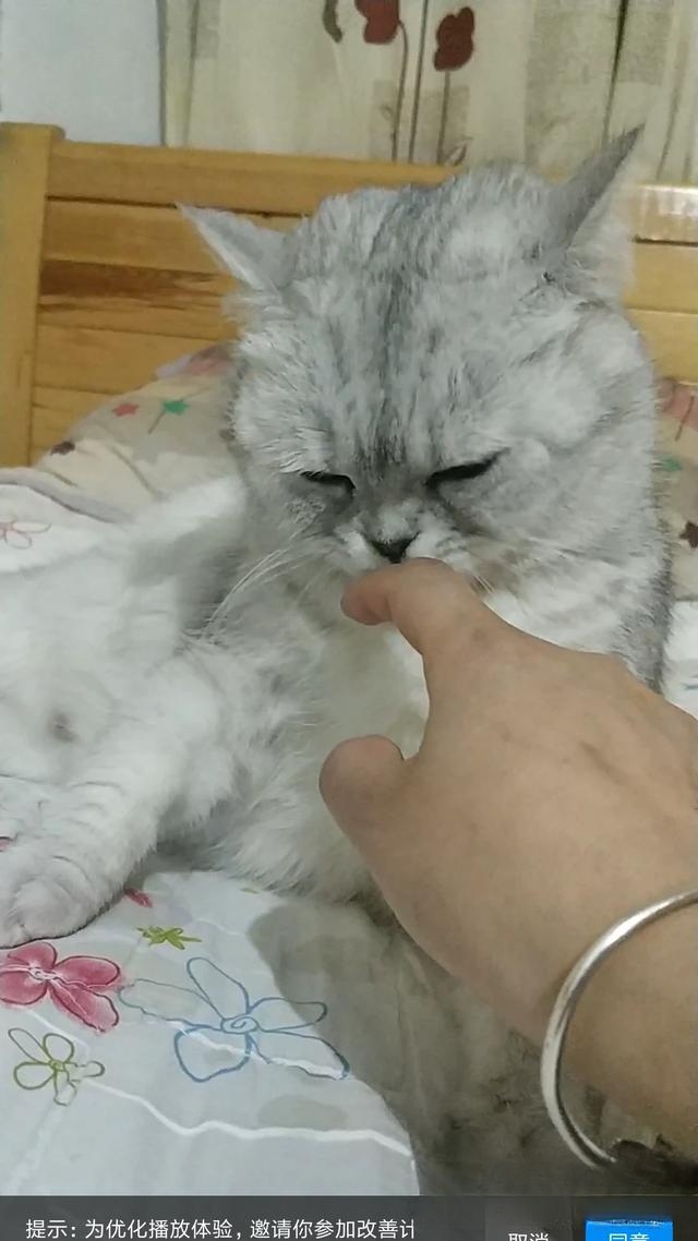 一只猫如果一直黏着你是什么表现?