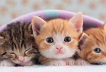 小猫出生以后都要在什么时候打哪些疫苗啊？-动物百科