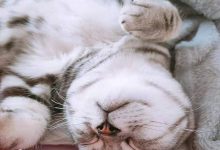 小猫咪高冷是腼腆吗?-动物百科