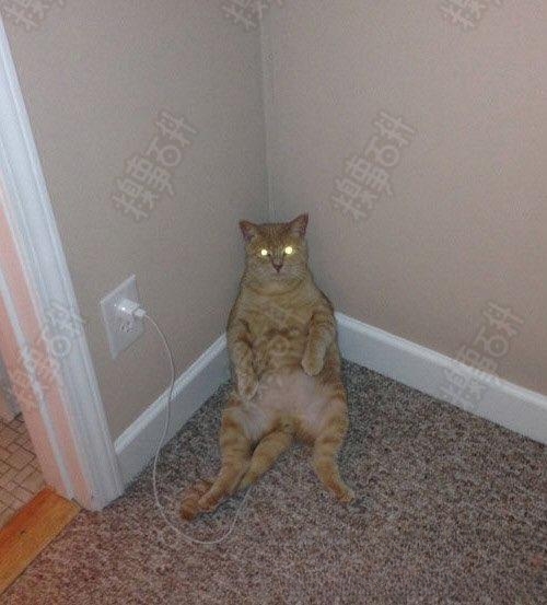 为什么猫晚上的视力那么好呢？而且还是闪闪发亮？