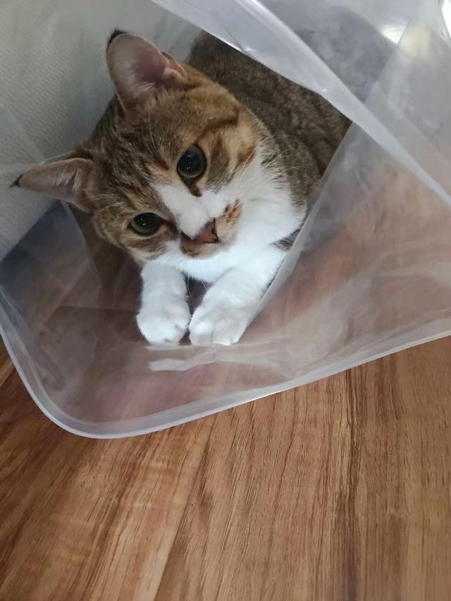 猫咪为什么冲着主人叫?