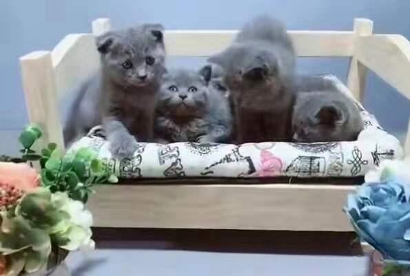 猫为什么不愿意离开家?