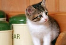 猫咪老是叫的原因是什么?-动物百科