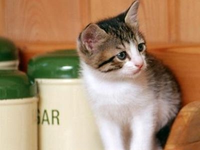 猫咪老是叫的原因是什么？