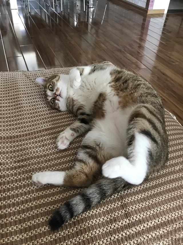 猫咪为什么冲着主人叫?