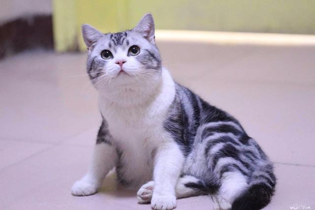 小猫突然开始乱撒尿？原来很乖的就最近开始！怎么办？