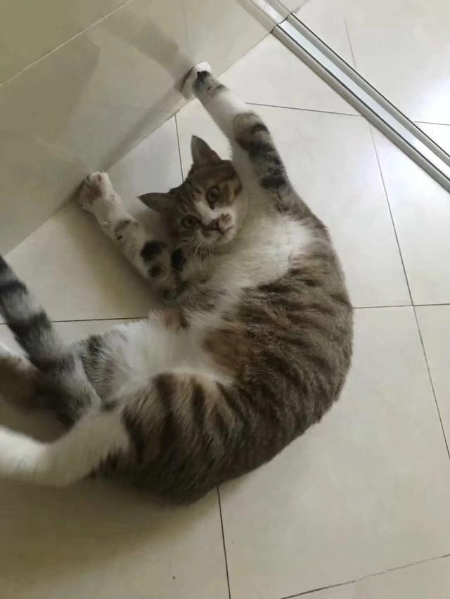 猫咪为什么冲着主人叫?