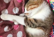 猫咪为什么冲着主人叫?-动物百科