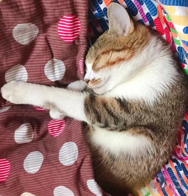 猫咪为什么冲着主人叫?