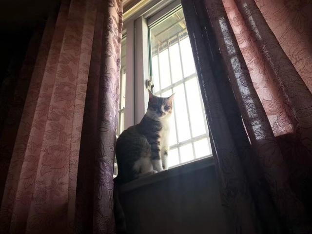 猫咪为什么冲着主人叫?