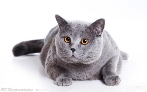 为什么绝对不能给宠物猫喂葡萄?