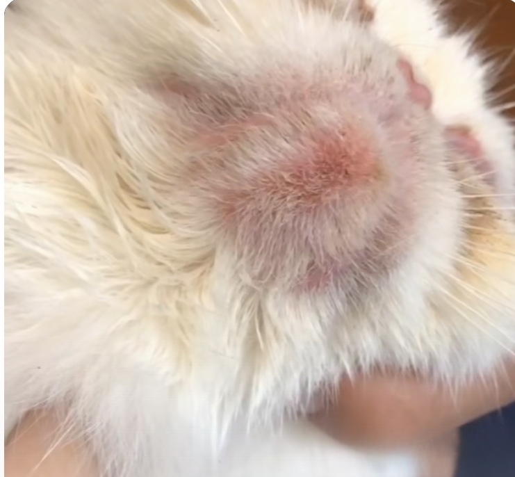 猫咪黑下巴怎怎么办?