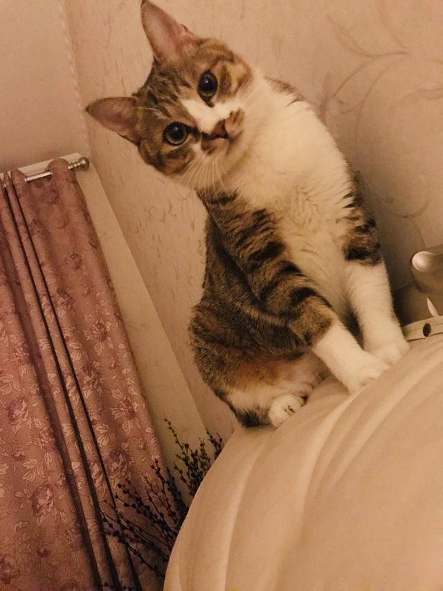 猫咪为什么冲着主人叫?