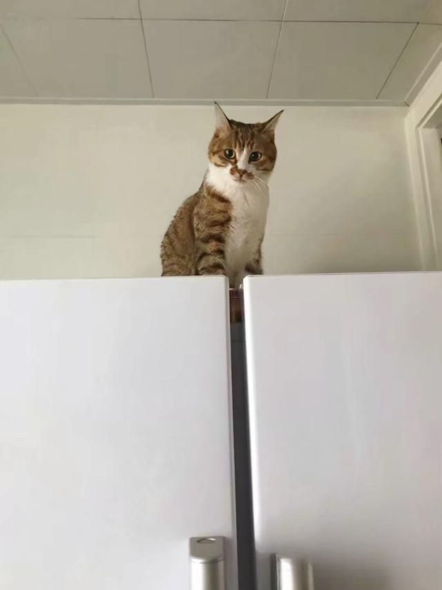 猫咪为什么冲着主人叫?