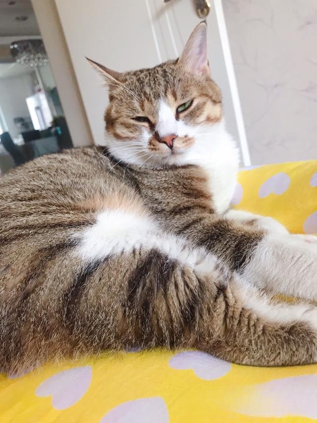 猫咪为什么冲着主人叫?