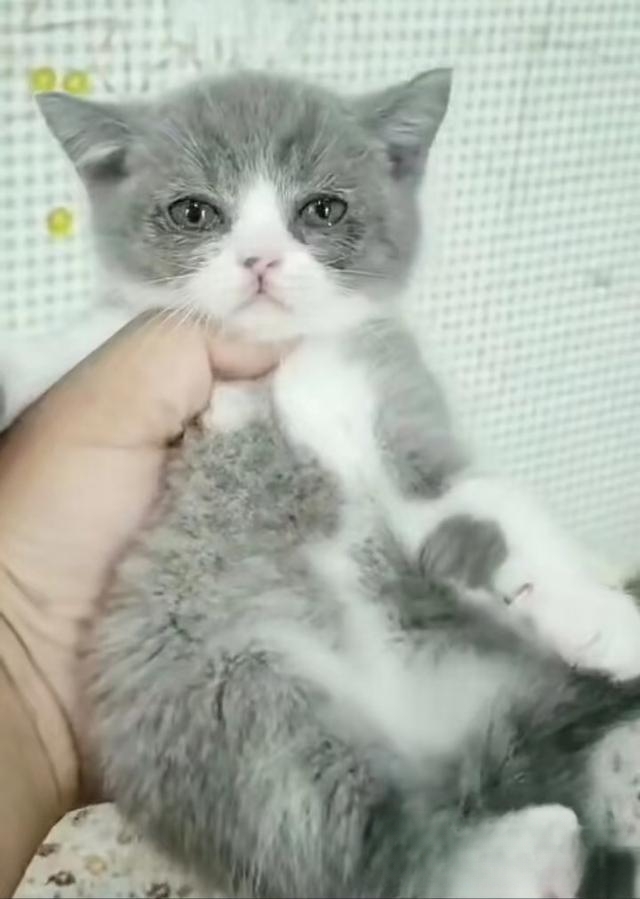 猫为什么不愿意离开家?