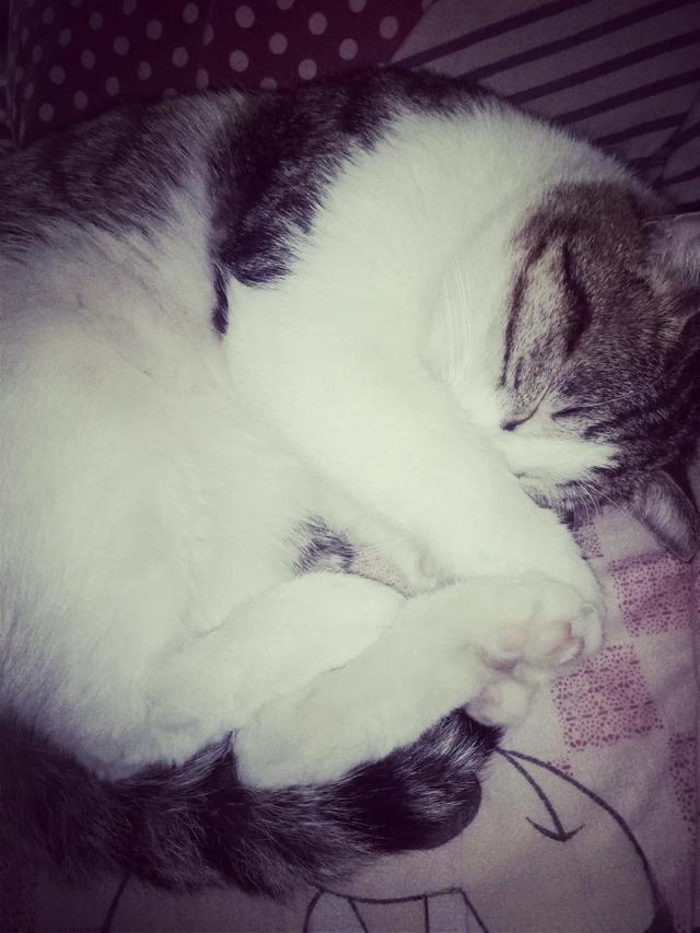 如果你养的小宠物:猫咪死了,怎么处理呢?