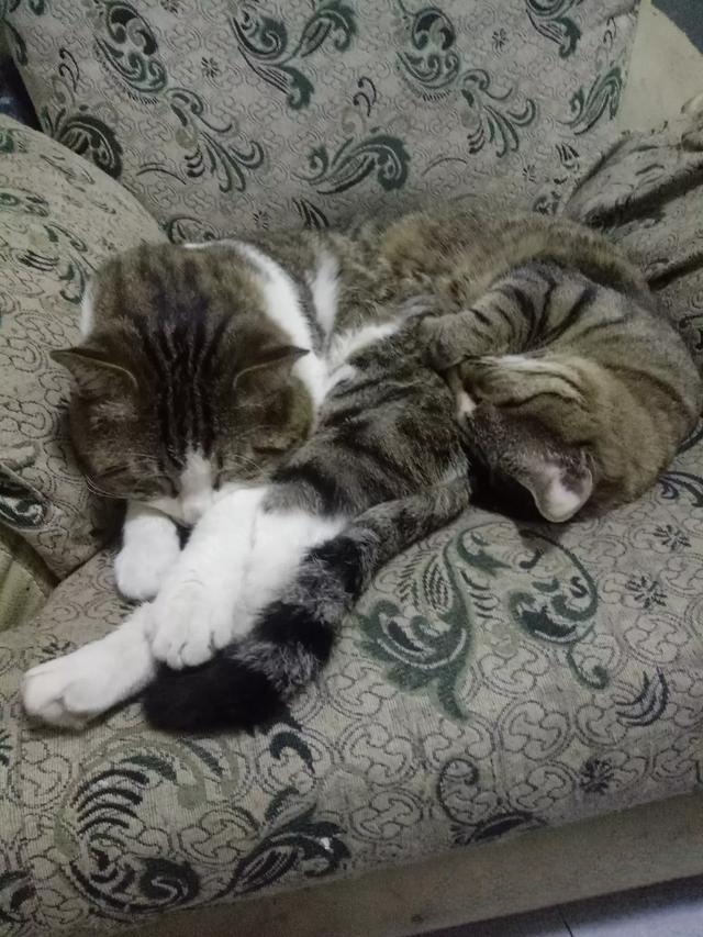 如果你养的小宠物:猫咪死了,怎么处理呢?