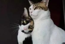 为什么狗狗和猫猫丢了之后还会认得回家的路?