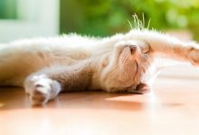 为什么我家猫躺地上打滚还叫好像很痛苦的样子?